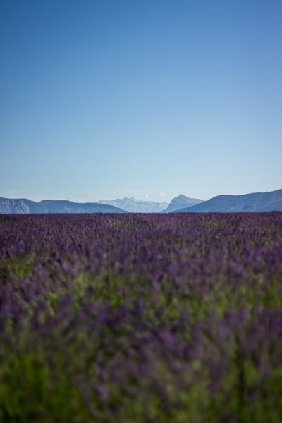 白天俯瞰群山的紫色薰衣草地
